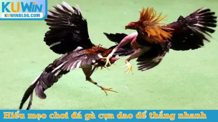 Hiểu mẹo chơi đá gà cựa dao để thắng nhanh